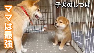 【800万再生】ベテラン母柴犬に戦いを挑み片手で倒される子犬が可愛いw [upl. by Lotsyrc]