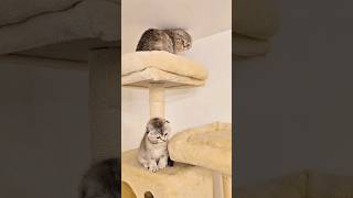 Grandma Chloe scares the kitten 😊 kittens cats kittycat scottishfold [upl. by Berta]