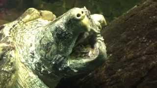 ALLIGATOR SNAPPING TURTLE VS SUBWAY 🐢 TORTOISE ASMR Animal [upl. by Durwyn]