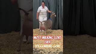 No1 dairy goats toggenburg goat breed Benefits of goats milk goat trending trendingshorts viral [upl. by Sanburn739]