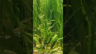 My pet fish  2  poecilia wingei petfish fish aquarium short [upl. by Wahlstrom]