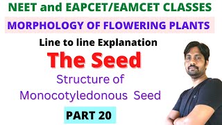 Monocotyledonous seed Structure  Morphology of Flowering Plants Line to line Explanation  PART 20 [upl. by Ardnuhsal]