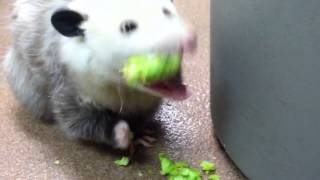 Opossum eating broccoli [upl. by Boggs]