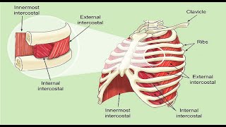 Intercostal Muscle Strain [upl. by Annovaj]