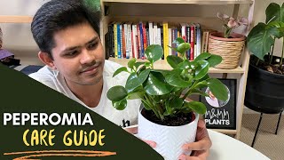 Peperomia Plant Complete Care Guide  Easiest Tips To Follow [upl. by Eneres]