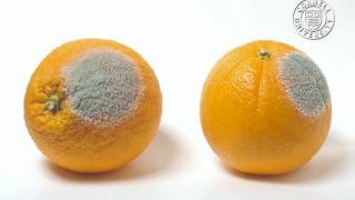 Oranges infected by Penicillium italicum [upl. by Kcirdor605]