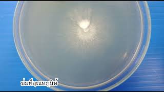 Mycology Lab Practical 2 Isolation of mushroom spores Schizophyllum commune [upl. by Koa77]