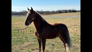 Sly Full Video Registered TWH For Sale [upl. by Anelam]