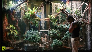 An Invasive Species Could Be THE END to My Giant Rainforest Vivarium [upl. by Azil]