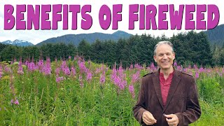 9 Amazing benefits of FIREWEED TEA aka Rosebay willowherb amp Ivan chai [upl. by O'Connell]