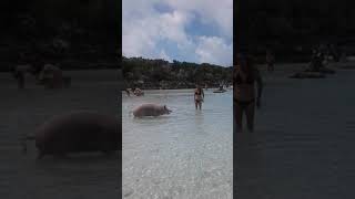 Swimming Pigs Staniel Cay Bahamas [upl. by Adniralc781]