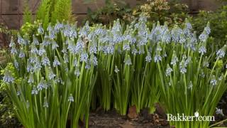 Muscari  Croissance dune plante en accéléré [upl. by Lanctot]