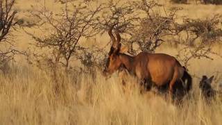 hartebeest vs wild dogs [upl. by Biondo327]