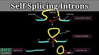 Self Splicing Introns  Group I amp group II introns  RNA Self Splicing  Intron Mediated Splicing [upl. by Everrs524]