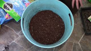 Planting onions with a Biochar seed mix [upl. by Hettie]