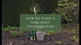 Planting a bare root standard tree rose [upl. by Ober]