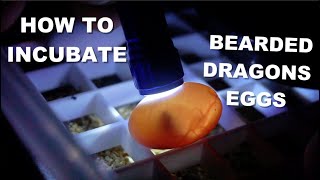 How To Incubate Bearded Dragon Eggs  Need Help [upl. by Brendan]