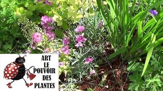 Tuto jardin œillet mignardise Comment faire la Taille et lentretien Plante vivace [upl. by Arlena427]