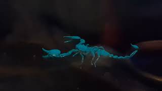 Scorpions glow in the dark at Entopia by Penang Butterfly Farm [upl. by Waneta]