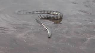 Đẻn mỏ Hooknosed sea snake Enhydrina schistosa Beaked sea snake [upl. by Jackelyn]