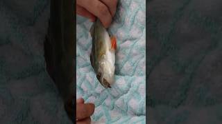 Une de nos prise du vlog  france fishing fish sif vlog humour salagou poisson [upl. by Miguel]