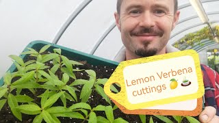 Propagating taking cuttings Lemon Verbena  Lemon Bee Brush makes amazing Tea 🍋🍵 [upl. by Parris]