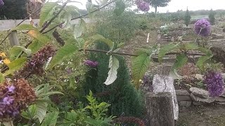 Native Shrubs Of Ireland  Butterfly Bush Buddleia In Full Bloom [upl. by Nadroj]