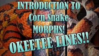 LINES of OKEETEE Corn Snake Morph Intro [upl. by Ibba]