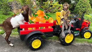 Bim Bim takes the goat to harvest orange and vegetables  Full version [upl. by Lebasile]