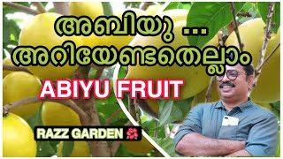 ABIU FRUIT GROWING TIPS അബിയു അറിയേണ്ടതെല്ലാം [upl. by Norahc228]