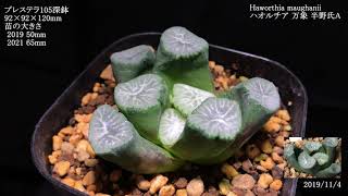 ハオルチア 万象 半野氏A M9／ Haworthia maughanii [upl. by Viradis797]