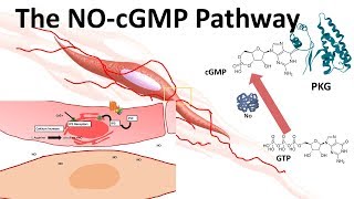 The NOcGMP pathway [upl. by Motteo]