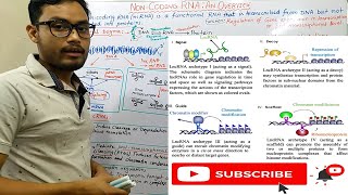 Non coding RNA An Overview [upl. by Belcher]