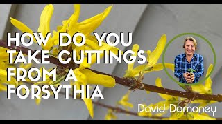 David Domoney How Do You Take Cuttings From A Forsythia [upl. by Jasik]