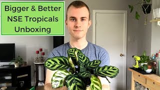 Bigger amp Better NSE Tropicals Houseplant Unboxing [upl. by Cora]