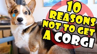 10 Reasons Why You Should NOT Get a CORGI Puppy  Extra After College [upl. by Yejus]