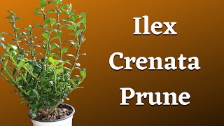 Ilex Crenata Prune  Japanese Holly [upl. by Eltrym965]