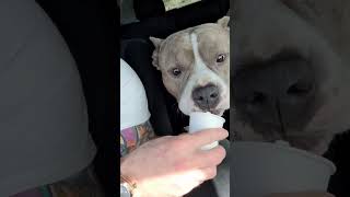 American Bully DESTROYS a Starbucks PUPPUCCINO cutedogs americanbully doglovers [upl. by Saxela]