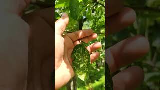 Apple Mosaic Virus Treatment control Episode 85 rishithakurmanali [upl. by Egiap]