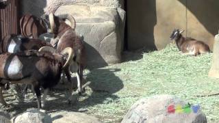 큰뿔산양무플론싸움  Mouflon Fight [upl. by Comptom]