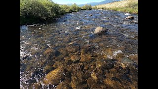 Big Browns and Brooks in the Gunnison National Forest 1 of 3 [upl. by Karli]