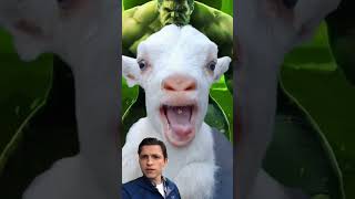 goat Hulk 💪🐐 fyp kids animals goat [upl. by Eyt]