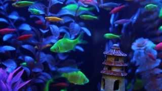 GloFish® Fluorescent Fish Video Includes our new GloFish Tetras [upl. by Ueik]