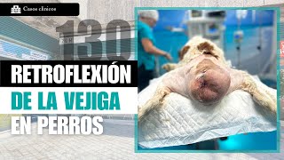 CAPÍTULO 130 🚑 Retroflexión de la vejiga en perros por hernias perineales [upl. by Iinden]