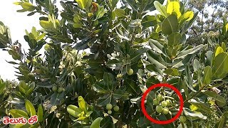 ఈ చెట్టు గురించి తెలుసుకోవటమే గొప్పతనం   About CalophyllumInophyllum PonnaChettu [upl. by Anastos361]