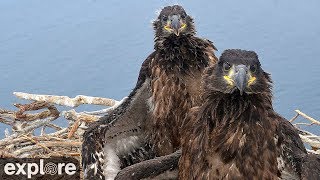 West End Bald Eagle Cam powered by EXPLOREorg [upl. by Analaf861]