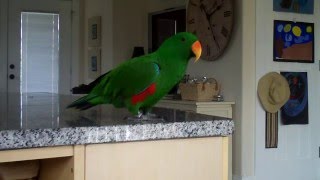 Eclectus parrot singing and talking [upl. by Goldie]