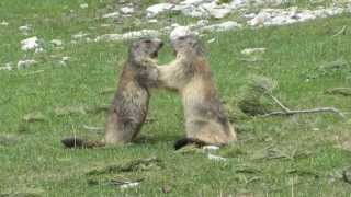 Combat de marmottes [upl. by Yoong907]