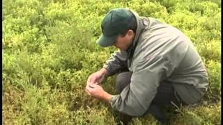 When to Harvest Pulse Crops  Lentils [upl. by Anselmi]