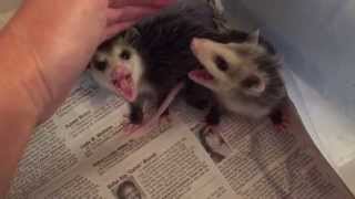 Growly baby opossums [upl. by Reamonn]